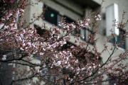 2012年の桜 2