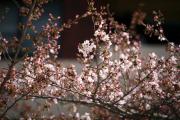 2012年の桜 5