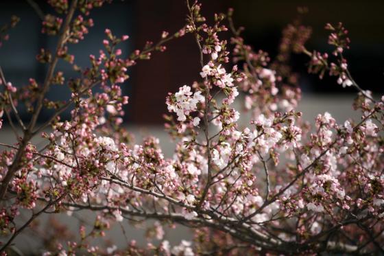 2012年の桜 5