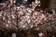 2012年の桜 7