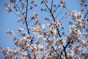 2012年の桜 11
