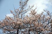 2012年の桜 12