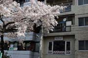 2009年の桜 1