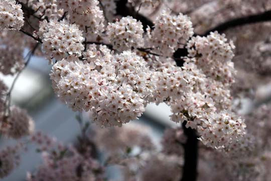 2009年の桜 3