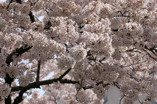 2009年の桜 4