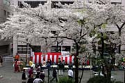 2009年の桜 6
