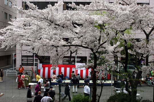 2009年の桜 6