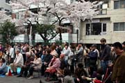 2009年の桜 7