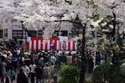 2009年の桜 8