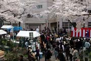 2009年の桜 10