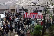 2009年の桜 11