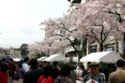 2009年の桜 12