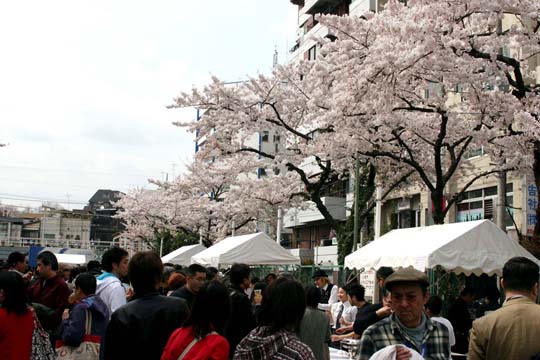 2009年の桜 12