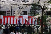 2009年の桜 14