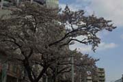 2010年の桜 1