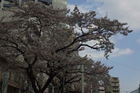 2010年の桜 1