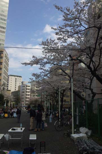 2010年の桜 2