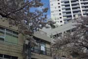 2010年の桜 3
