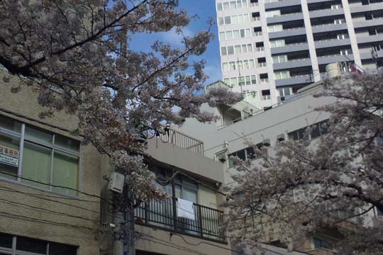 2010年の桜 3