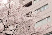 2010年の桜 5