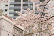 2010年の桜 6