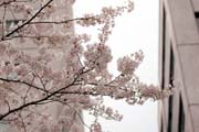 2010年の桜 7