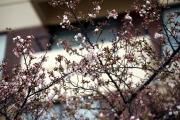 2012年の桜 4