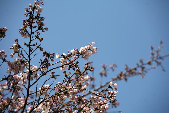 2012年の桜 8