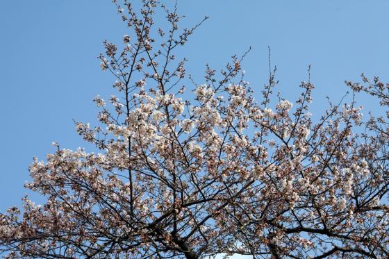 2012年の桜 9