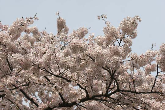 2009桜