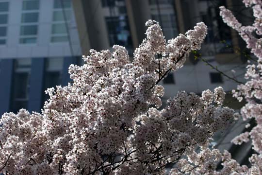 2009年の桜 2